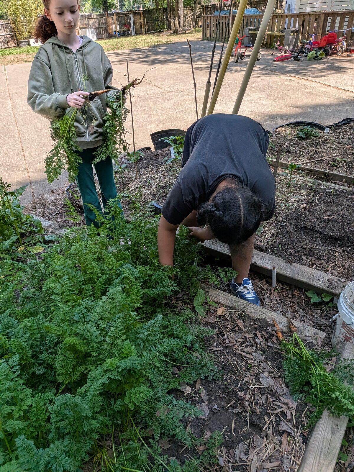 Kids pulling carrots in the garden beds