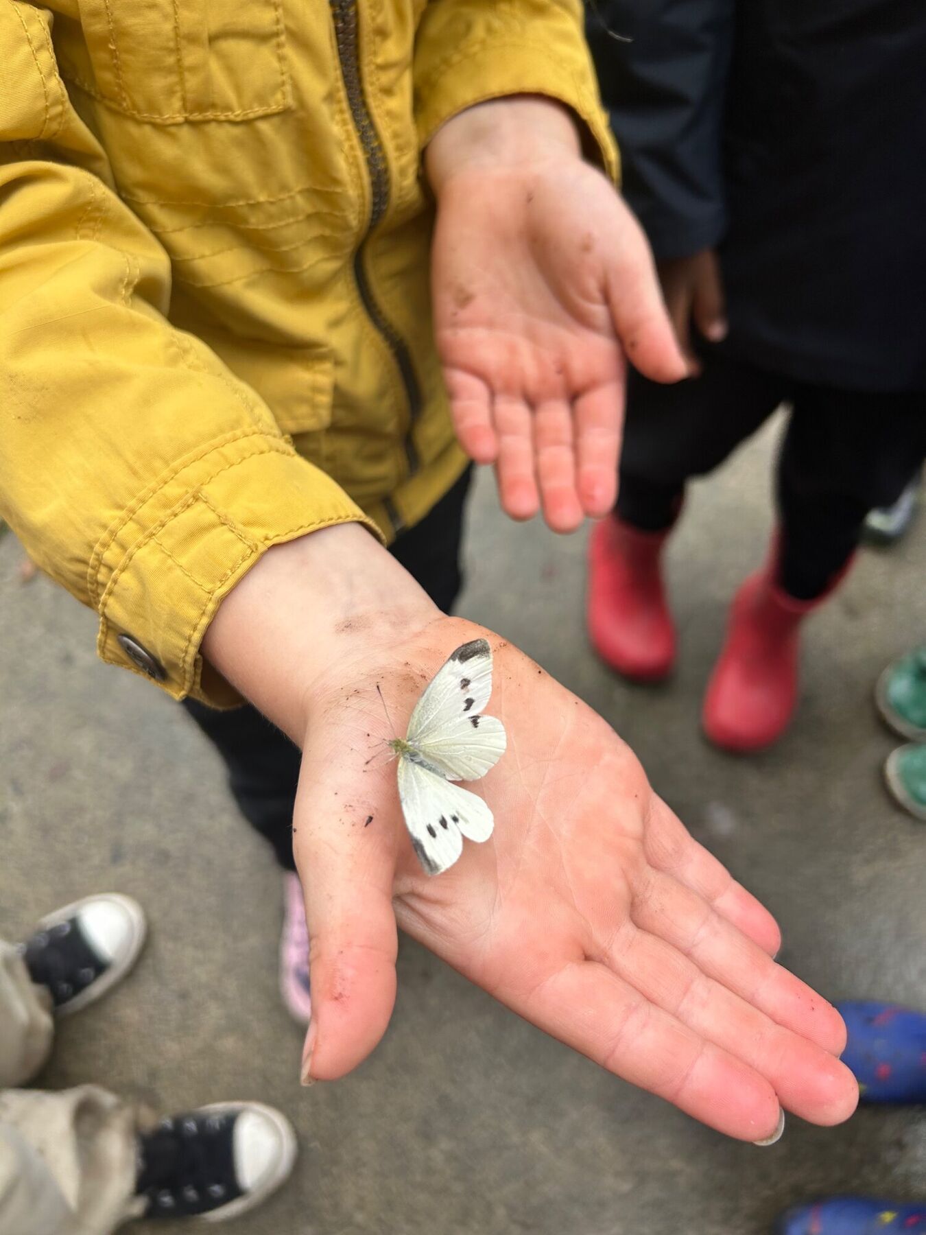 A moth resting on an open hand